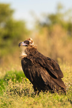 Cinereous Or Black Vulture In The Mountains, Vertical Portrait  