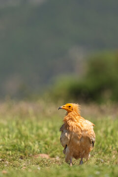Egyptian Vulture In The Mountains, Vertical Portrait  