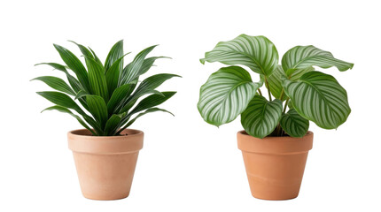 Fototapeta premium Pair of two lush tropical houseplants in rustic terracotta pots set on transparent background for home interior decoration and gardening design projects.