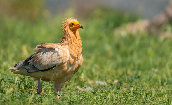 Egyptian Vulture Showing Off In The Mountains  