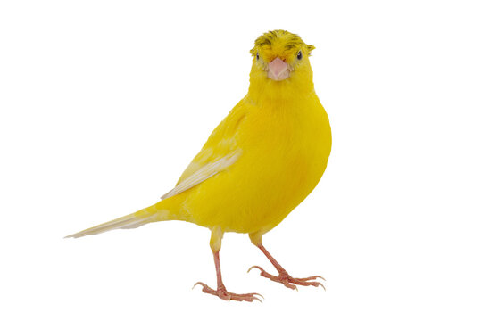 canary bird with crest isolated on transparent background.