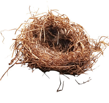 bird nest on a white background