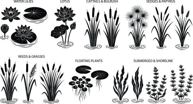 Aquatic Wetland Pond Plant Silhouette Collection Botanical Vector Elements Premium Bundle