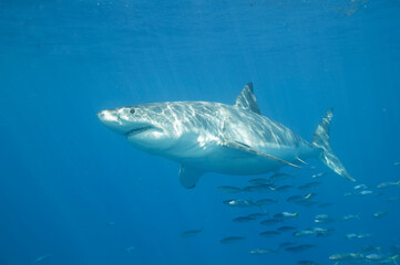 Great white shark in the Pacific Ocean © willtu