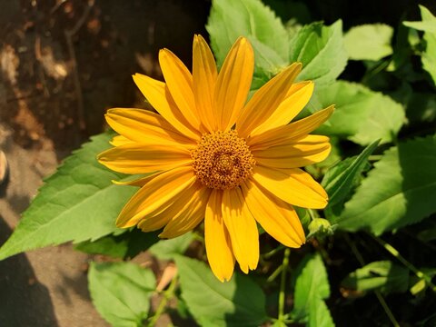 Bright yellow false sunflower blossom close-up with green leaves