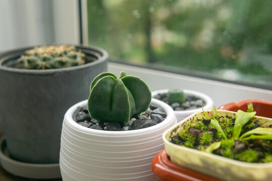 Cactus in a pot on the windowsill, selective focus.