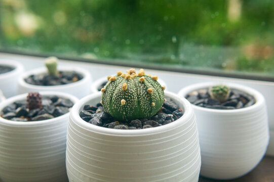Cactus in white pot on the window sill. Close-up