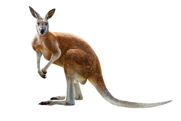 Red kangaroo standing in profile isolated on transparent background. © fotomaster