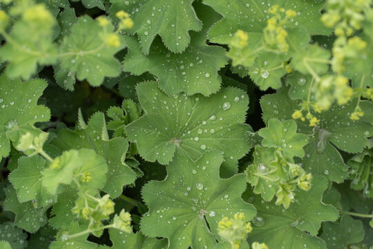 Lady mantle plant Alchemilla mollis green leaves covered with fresh morning dew drops or raindrops create organic botanical background pattern for eco friendly design and beauty industry