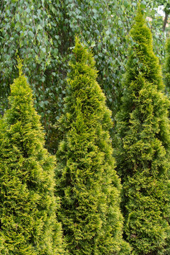 Thuja occidentalis arborvitae evergreen trees grow in a row as a living hedge for privacy screen. Decorative coniferous plant garden backdrop serves for backyard landscape design.
