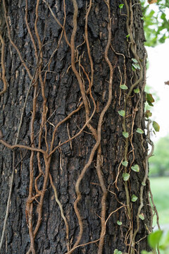 Climbing vine roots grow on a dark tree bark texture background. Creeping liana tendrils and wild ivy plant stalks serve as an organic botanical pattern for natural landscape design concept.