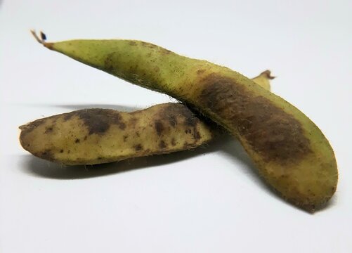 Rotten and Damaged Edamame Pods on White Background