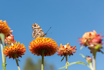 Fritillary butterfly drinking nectar of flower © Lucia Tieko