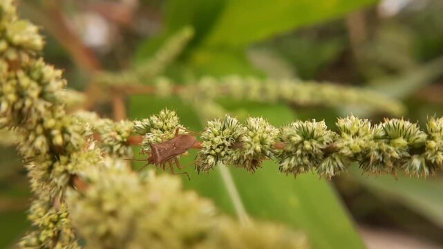 Macro close up of a brown leather bug crawling on a wild flower seed head in the garden