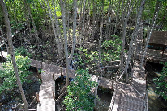 THAILAND CHANTHABURI KHUNG KRABEN BAY MANGROVE FOREST