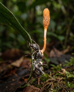 Macro of dead ant with cordyceps fungus growing from its body on leaf