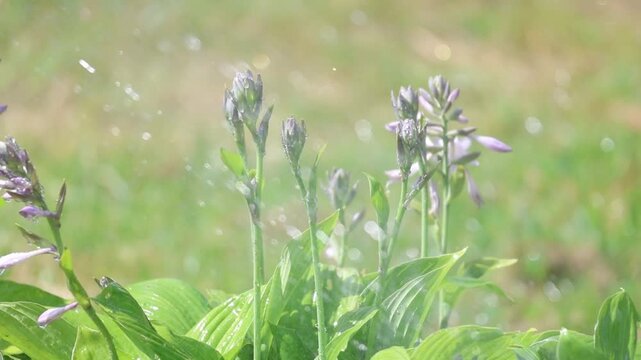 Plantain lily seen through sparkling water droplets during garden watering, Hosta plantaginea, slow motion