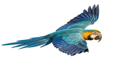 Blue and yellow macaw parrot flying with wings spread © Lyra
