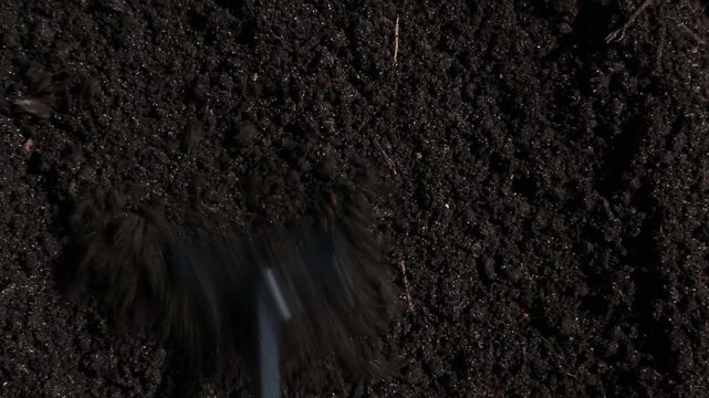 Black metal garden rake moves steadily across dark fertile soil from left to right smoothing the surface in close-up overhead view during soil preparation before planting