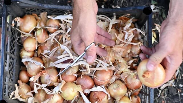 Hands trimming onion tails with metal scissors. bulb preparation after harvest. onion cleaning before storage or sale, closeup manual work, rural farm environment, fresh organic vegetable concept