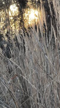 Static vertical view of tall dry grass and winter trees at sunset, followed by a 2x zoom in to the sun glowing through branches.