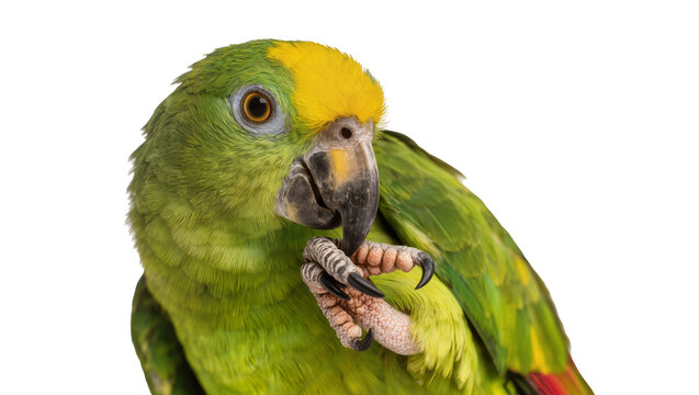Green parrot with yellow head and red tail feathers