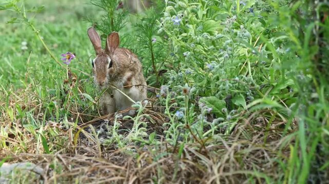 Wild bunny rabbit cottontail eating in the wildflowers. 