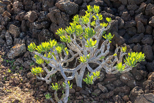 Kleinia neriifolia Haw. (Canary Islands Candle Plant) growing on volcanic soil next to a wall of lava stone on neglected farmland near Charco del Palo in the Canary Island of Lanzarote, Spain