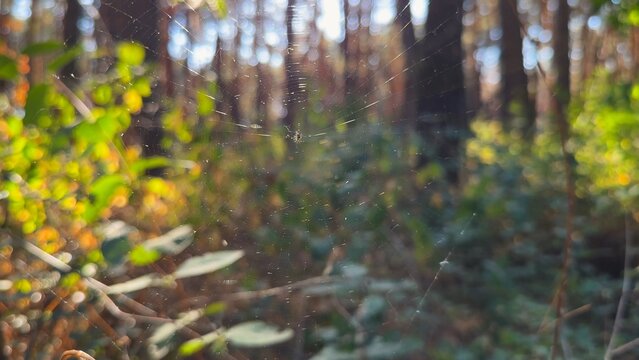 Spiderweb swaying in wind at forest with sunlight at background. Spider builds a cobweb at woodland. Beautiful nature scene on summer park at sunset. Concept of wildlife. Slow motion