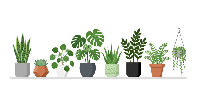 plants in a pot