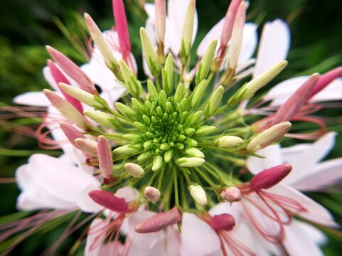 Close up of blooming pink and white cleome spider flower buds in the garden