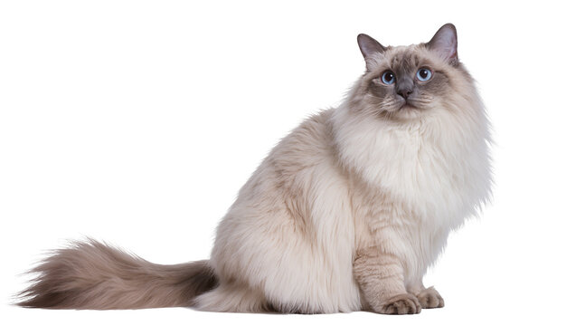 Fluffy Ragdoll cat with blue eyes sitting