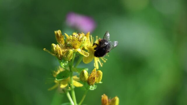 Bumblebee foraging on bright yellow common St John's wort blossoms, Hypericum perforatum, slow motion