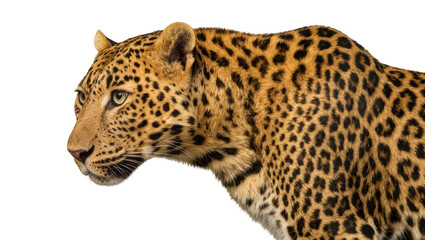 Naklejka premium Leopard head and shoulder profile with spotted fur