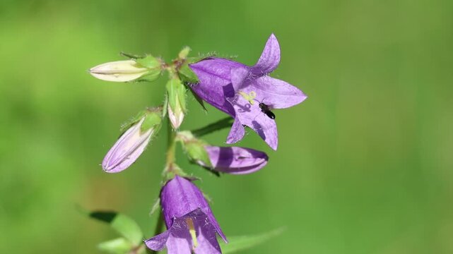 Small insect crawling inside a bellflower searching for nectar, Campanula, slow motion
