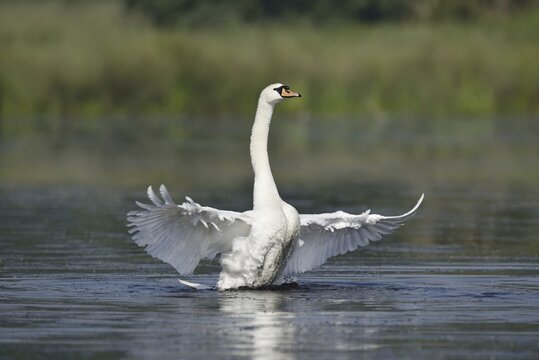 Mute Swan (Cygnus olor), flapping wings, North Rhine-Westphalia, Germany