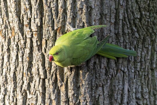 Rose-ringed parakeet (Psittacula krameri) on a tree trunk, wildlife, Germany