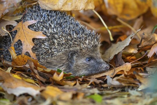 European hedgehog (Erinaceus europaeus) adult animal emerging from a pile of fallen autumn leaves, England, United Kingdom