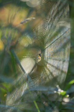 Cross spider (Araneus) sitting in a spider web, Lower Saxony, Germany