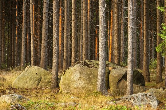 Typical spruce forest with large boulders in the last evening light, Harz National Park, near Wernigerode, Saxony-Anhalt, Germany