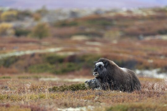 The musk ox calf (Ovibos moschatus) uses a rock to scratch itself, baby animals, itch, itching, autumn, autumn landscape, Ruska, Tundra landscape, September, Norway
