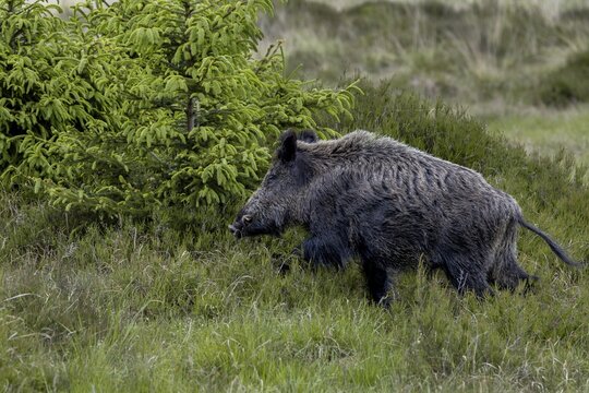 After a few quick steps, the wild boar (Sus scrofa) is out of sight behind the spruce and juniper bushes, late spring, early summer, defensive, June, Denmark