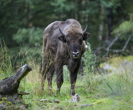 European bison (Bison bonasus) in near-natural habitat, captive, Germany