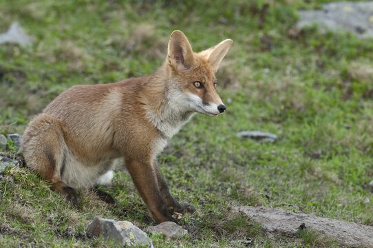 Red Fox (Vulpes vulpes) sitting on an alpine meadow, Tyrolean Unterland, Tyrol, Austria