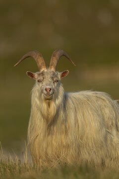 Wild or Feral goat (Capra aegagrus hircus) adult animal in mountain grassland in summer, Scotland, United Kingdom