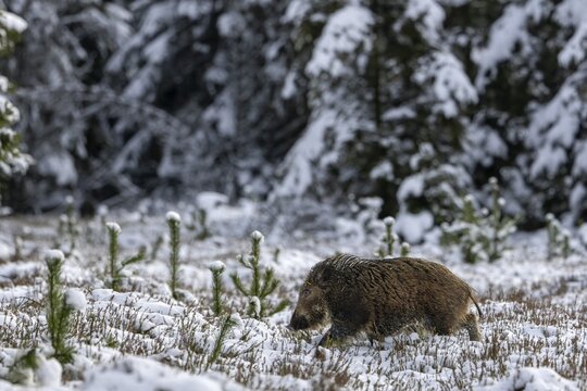 At around 8 months of age, the bond between wild boar (Sus scrofa) and young boars is no longer so close and the little ones often go their own way or explore their habitat with their siblings, winter, snow, cold, baby animals, cute, November, Denmark