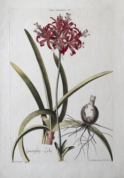 Narcissus or Guernsey Lily, old coloured copperplate engraving by J. M. Seligmann after Georg Ehret from the Hortus Nitidissimis, Nuremberg 1768, 1786