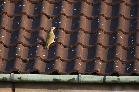 Green woodpecker (Picus viridis) juvenile bird on an urban building roof tiles, England, United Kingdom