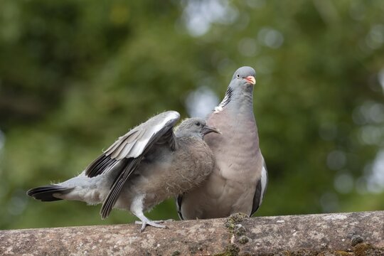 Wood pigeon (Columba palumbus) two birds with a juvenile squab bird begging for food on an urban house rooftop with an adult parent bird, England, United Kingdom