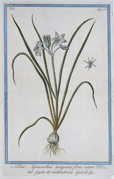Lilio Hyacinthus vulgaris, hand-coloured botanical engraving from Hortus Romanus by Giorgio Bonelli, 1772